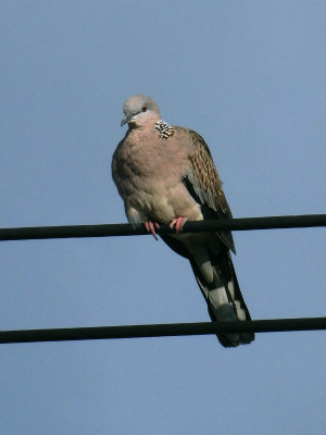 Spotted Dove 2