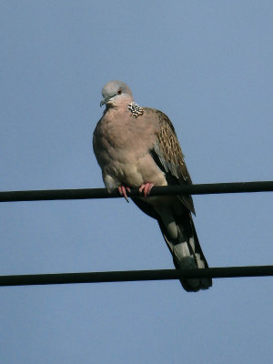 Spotted Dove 3