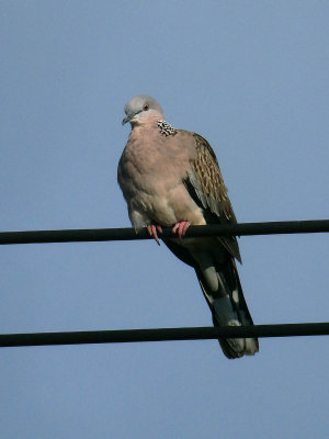 Spotted Dove 4