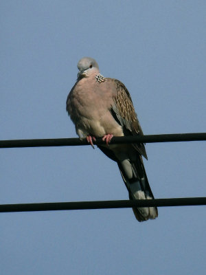 Spotted Dove 5