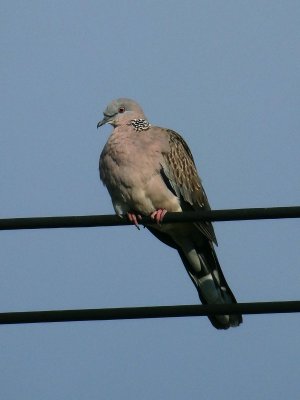 Spotted Dove 6