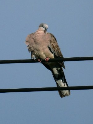 Spotted Dove 7