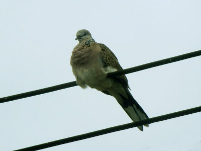 Spotted Dove - Processed