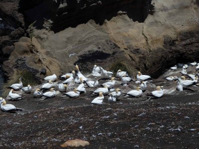 Gannets 1