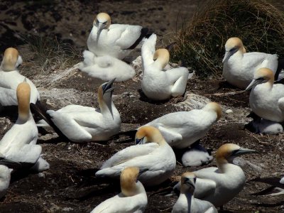 Gannets 2