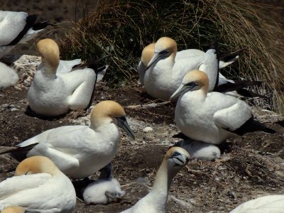 Gannets 3