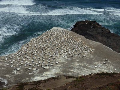 Gannet Colony 2
