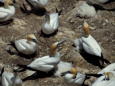 Gannets 4