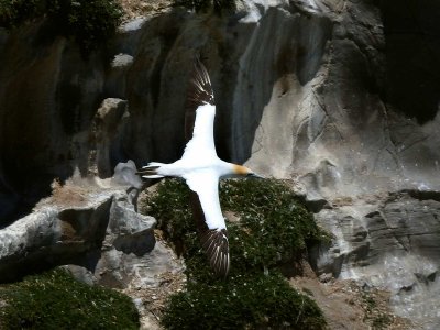 Gannet In Flight 1