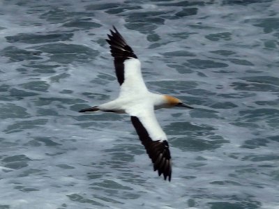 Gannet In Flight 2