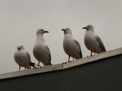 Gulls 2