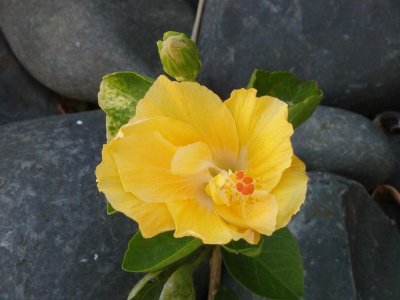Yellow Hibiscus 2