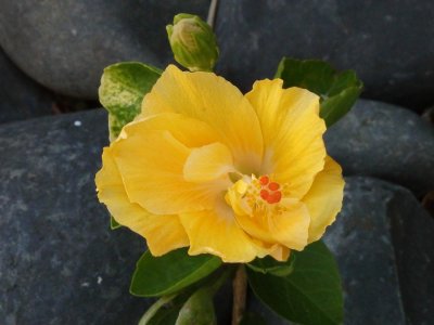 Yellow Hibiscus 3