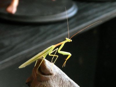 Praying Mantis 1