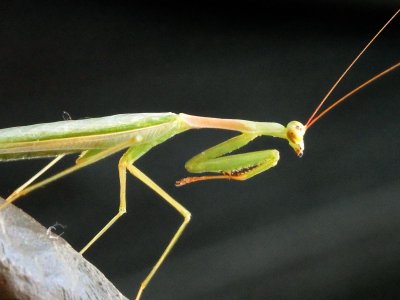 Praying Mantis 3