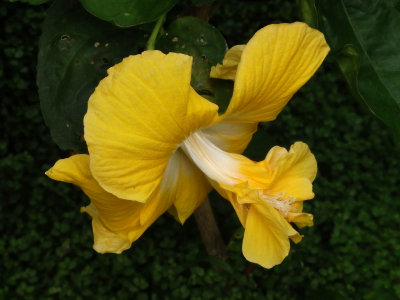 Yellow Hibiscus 4
