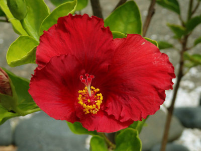 Red Hibiscus SH-50A