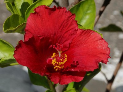 Red Hibiscus SH-50B