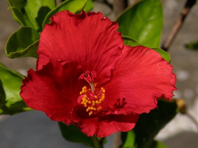 Red Hibiscus SP-570UZ