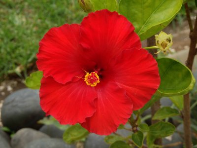 Red Hibiscus 3