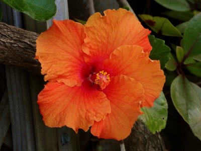 Orange Hibiscus 1
