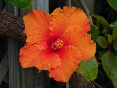 Orange Hibiscus 2