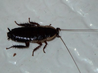 Gisborne Cockroach 1