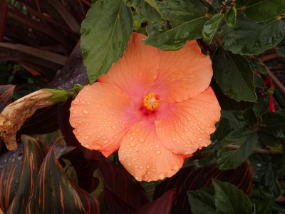 Hibiscus SH-1