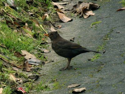 Blackbird female