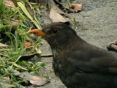 Blackbird cropped