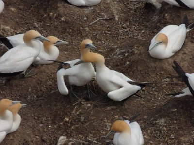 Gannet Couple