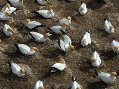 Gannet Colony