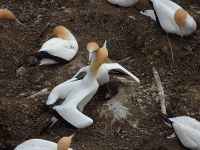 Gannet Couple