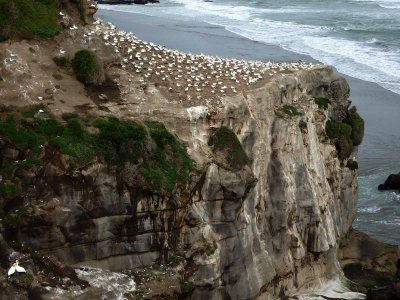 Gannet Colony