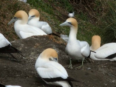 Gannet Colony