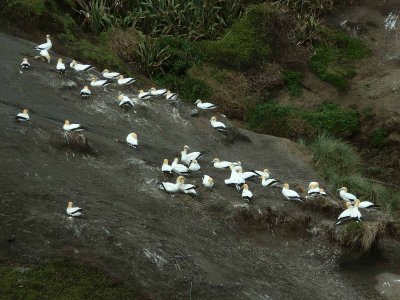 Gannet Colony