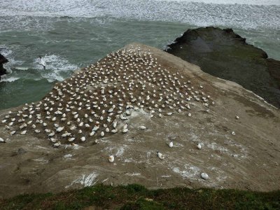 Gannet Colony