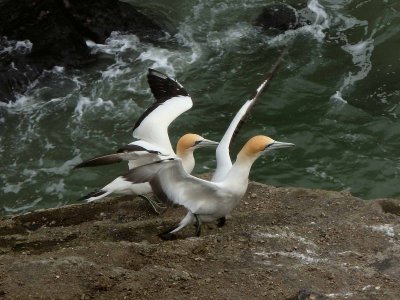 Gannet Couple