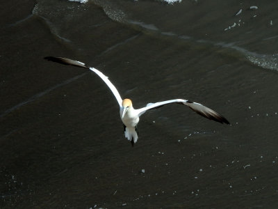 Gannet In Flight