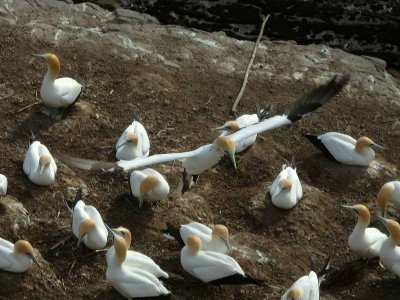 Gannet In Flight