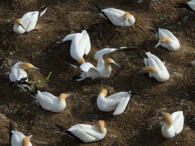 Gannet Colony