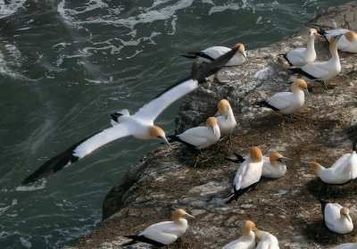 Gannet In Flight