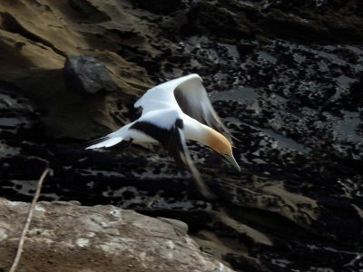 Gannet In Flight