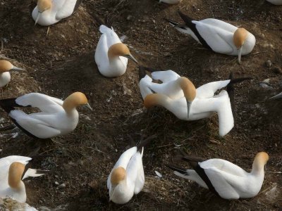 Gannet Colony