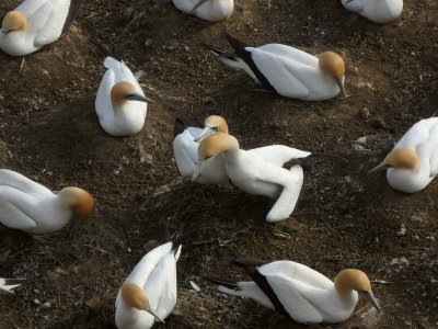 Gannet Colony