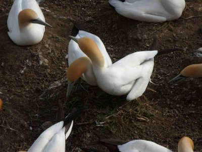 Gannet Couple