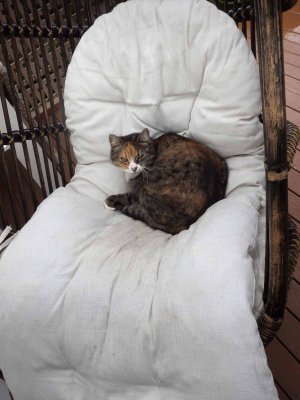 A Cat Seat