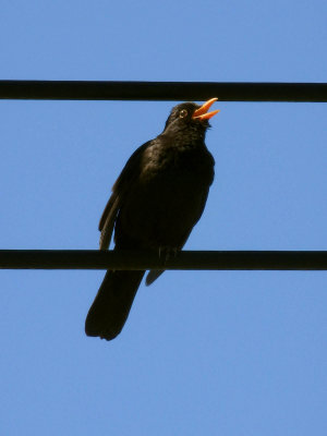 Blackbird 2