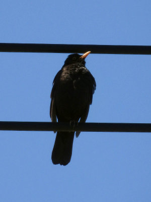Blackbird 1