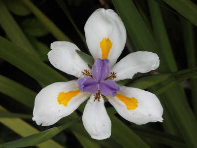 New Zealand Native Iris